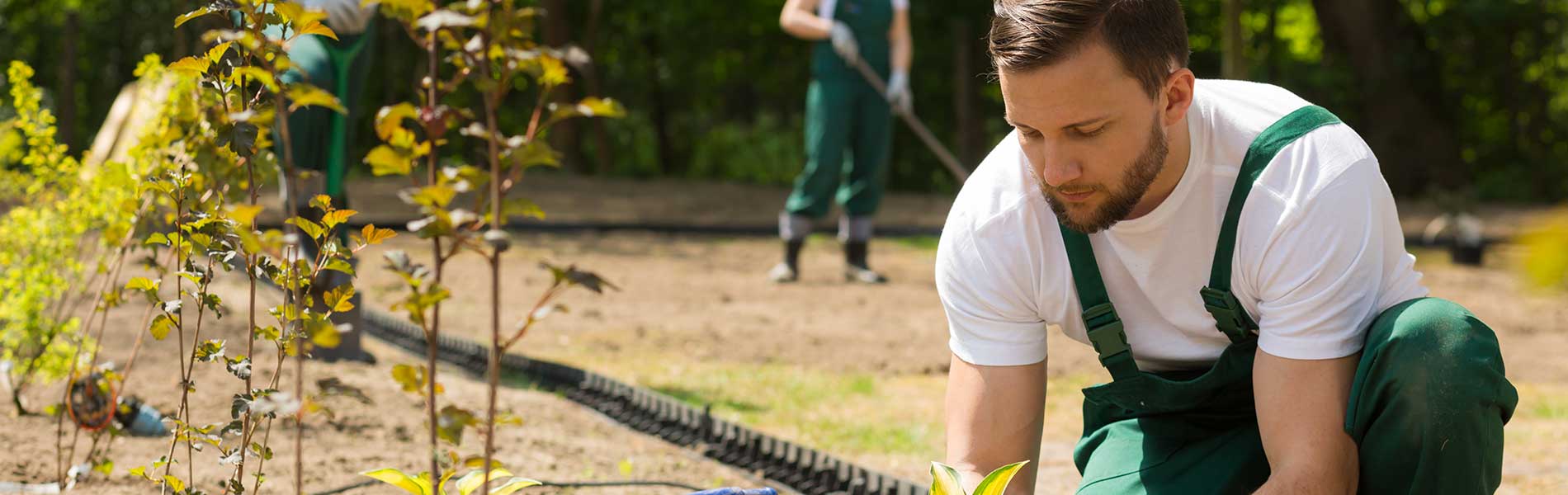 Jardinage dans le Midi : contraintes et avantages du climat