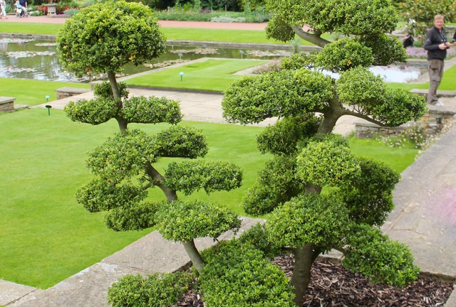 taille-nuage-arbre-taille-niwaki