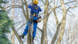 Elagage dans le Var 83 : pourquoi est-ce indispensable ?