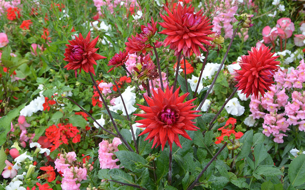 création et entretien de jardin var 83