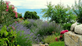 Repenser son jardin pour faire face au réchauffement climatique et aux restrictions d’eau
