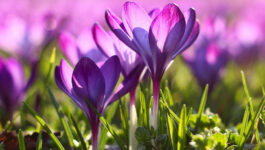 Création de jardin Var 83 : quand planter les bulbes de Printemps ?