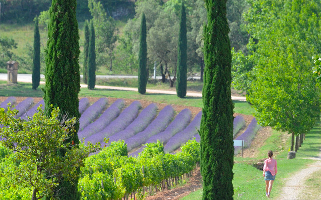 creation-entretien-jardin-parcs-domaines-viticoles-Var-83