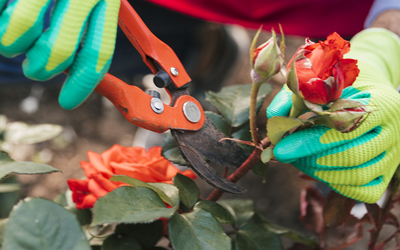 entretien jardin crédit d'impôt