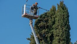 Élagage et abattage d’arbres à Brignoles (Var 83) : l’expertise de la Société Les Jardiniers