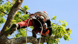 Elagage dans le Var : Comment reconnaître un arbre dangereux avant l’hiver ?