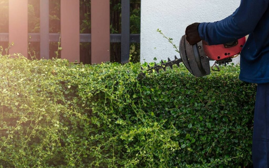 taille des haies var